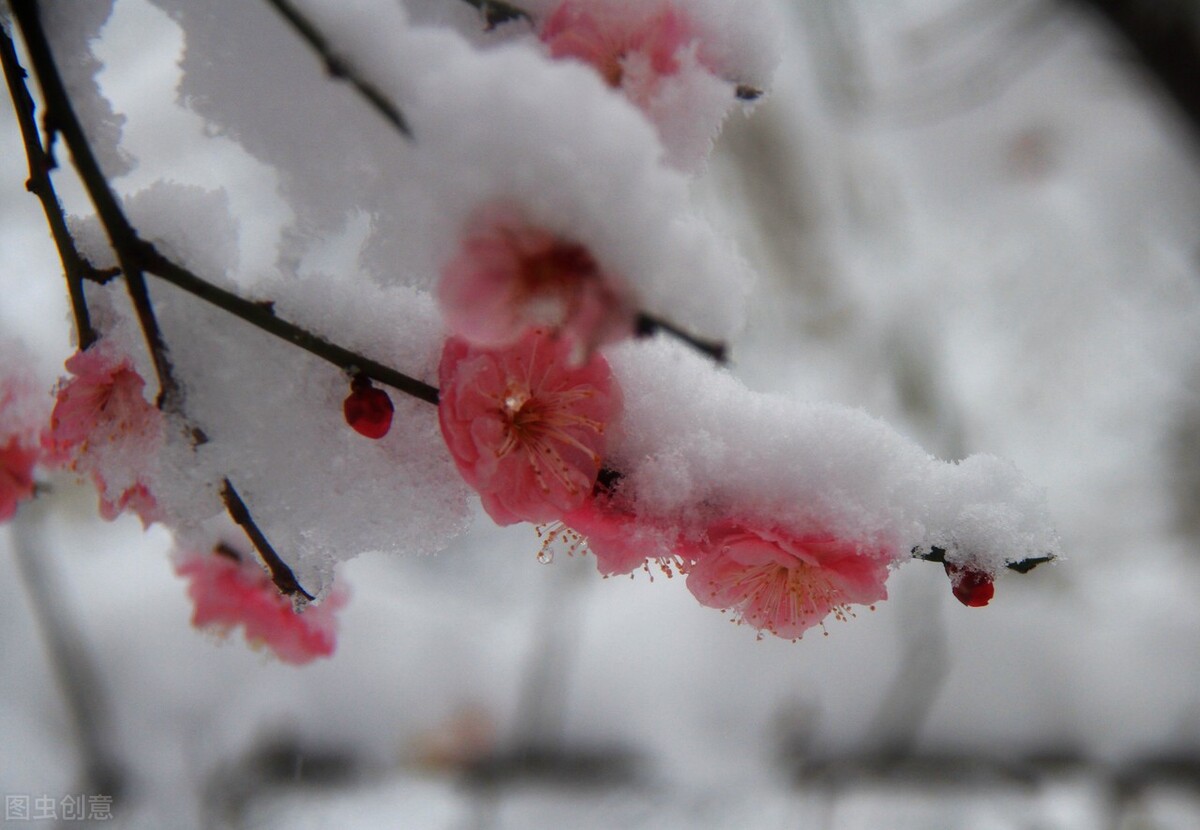 春雪来了,写春雪的绝美诗句