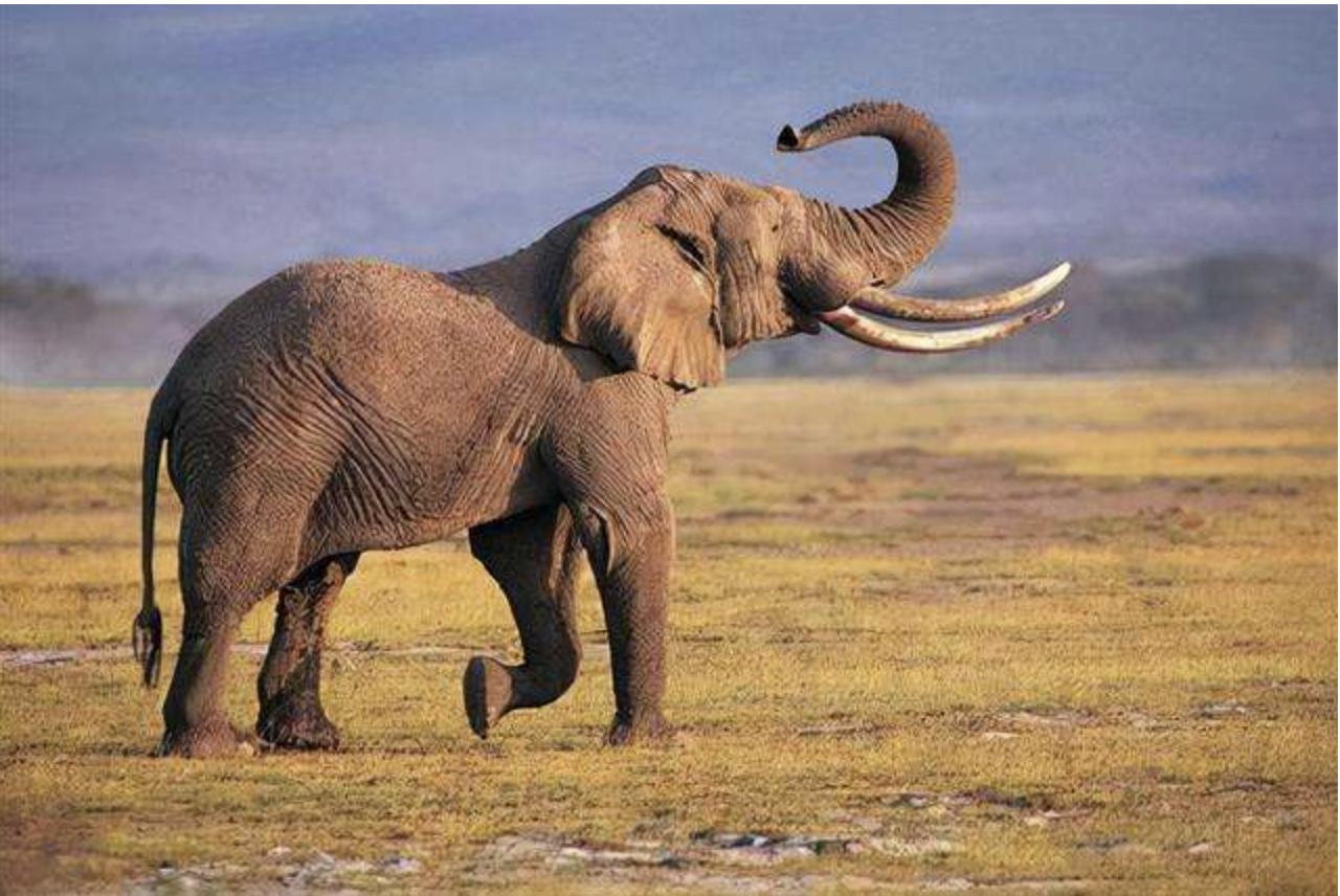 笨重的大象如何交配?