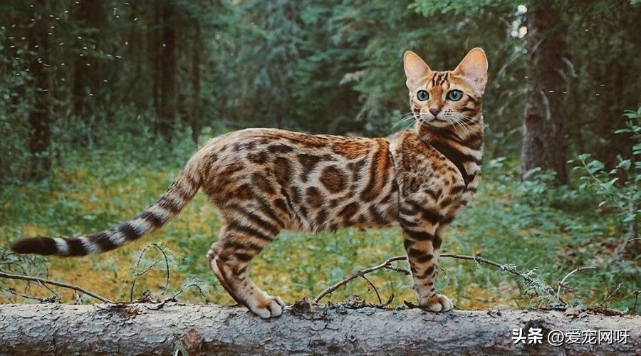 玳瑁猫咪是什么品种,猫咪品种大全及图片