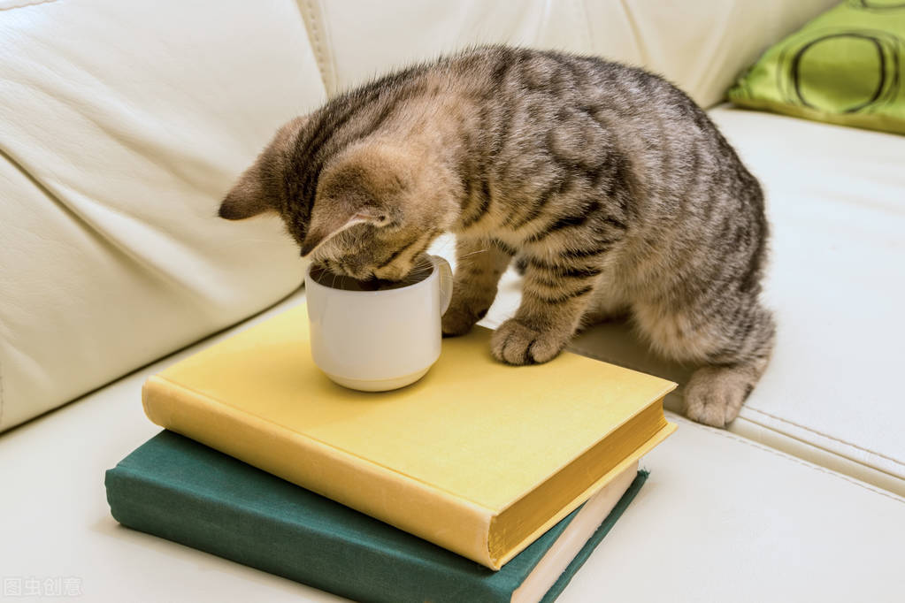 猫咪掉毛铲屎官们是怎么解决的,铲屎官有猫怎么处理