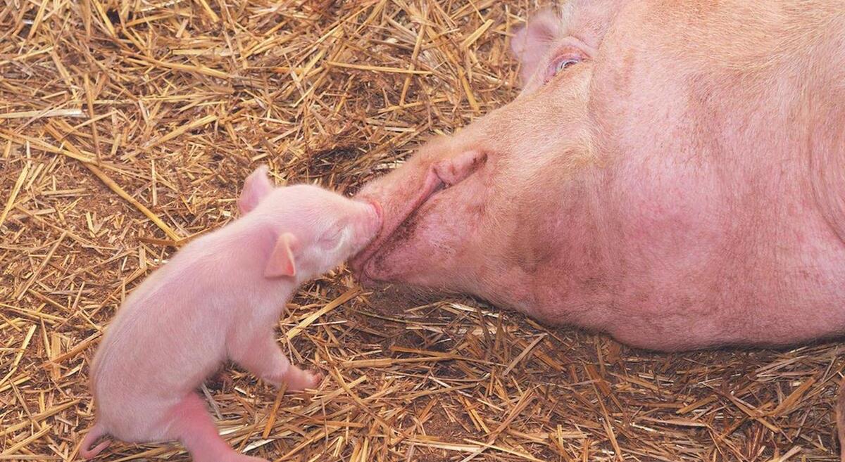 母猪子宫炎怎么治疗预防,母猪子宫炎最快的解决方法