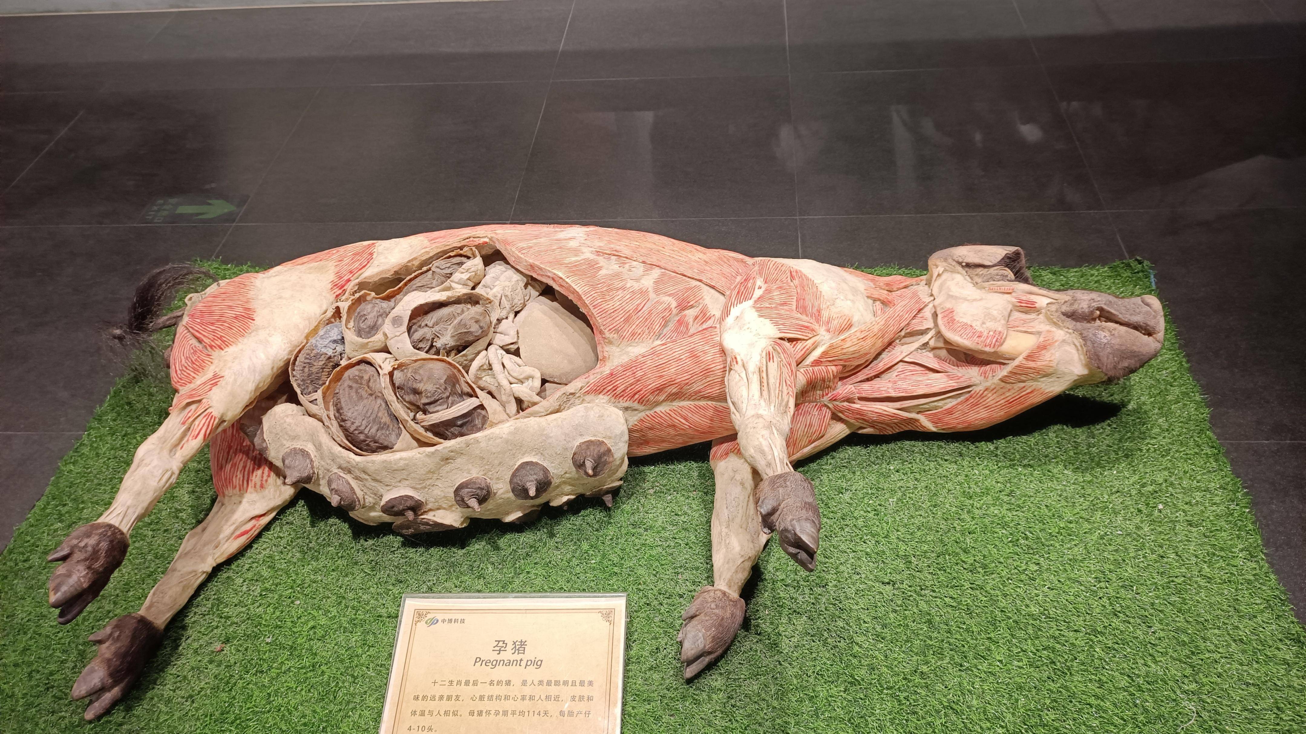 郑州春节遛娃游玩排行榜前十名,郑州冬季周末遛娃好去处