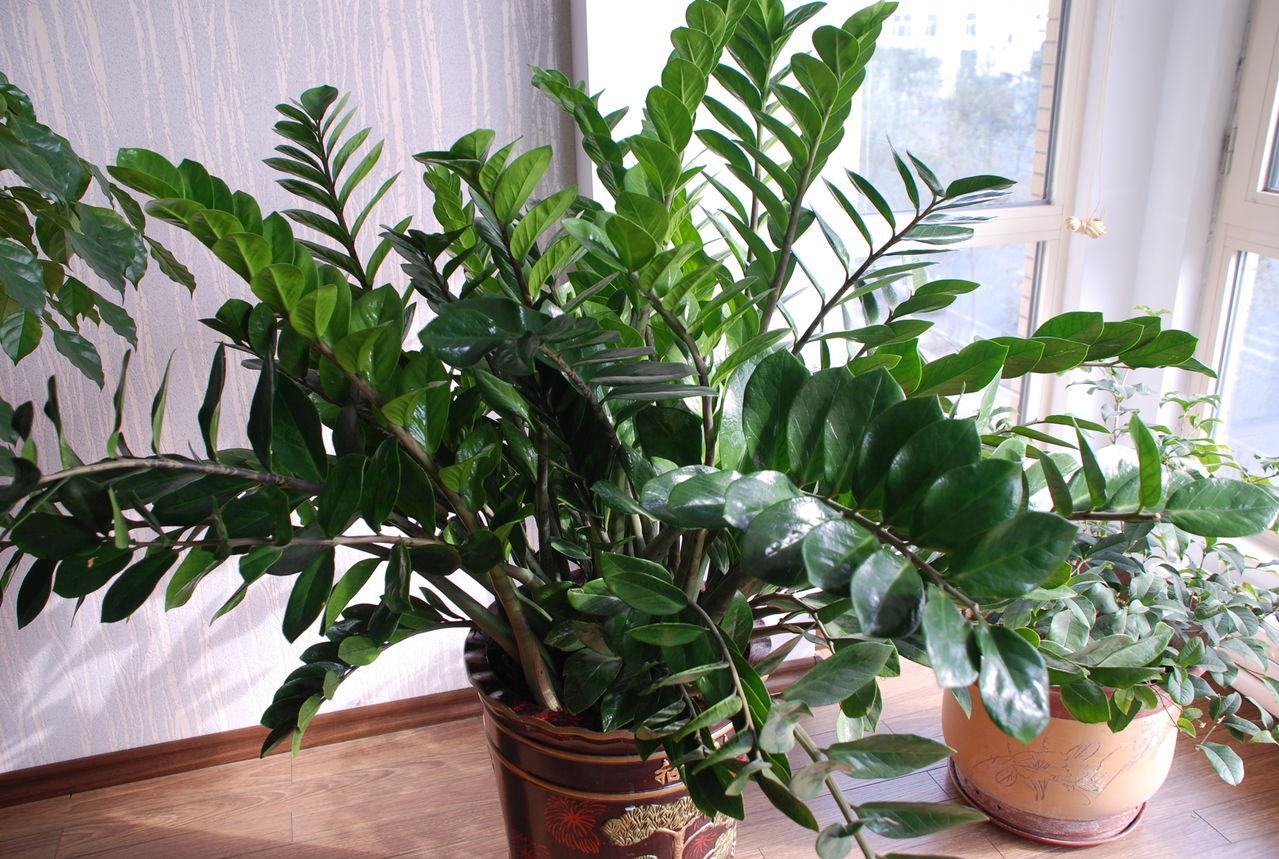 养在家里富贵花有哪些品种,盆栽富贵花怎么种植最好