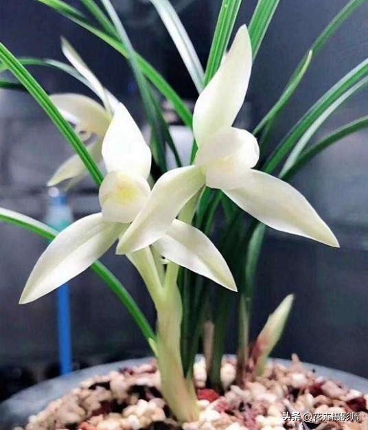 云南新发现的无叶兰花,云南发现一株顶级兰草