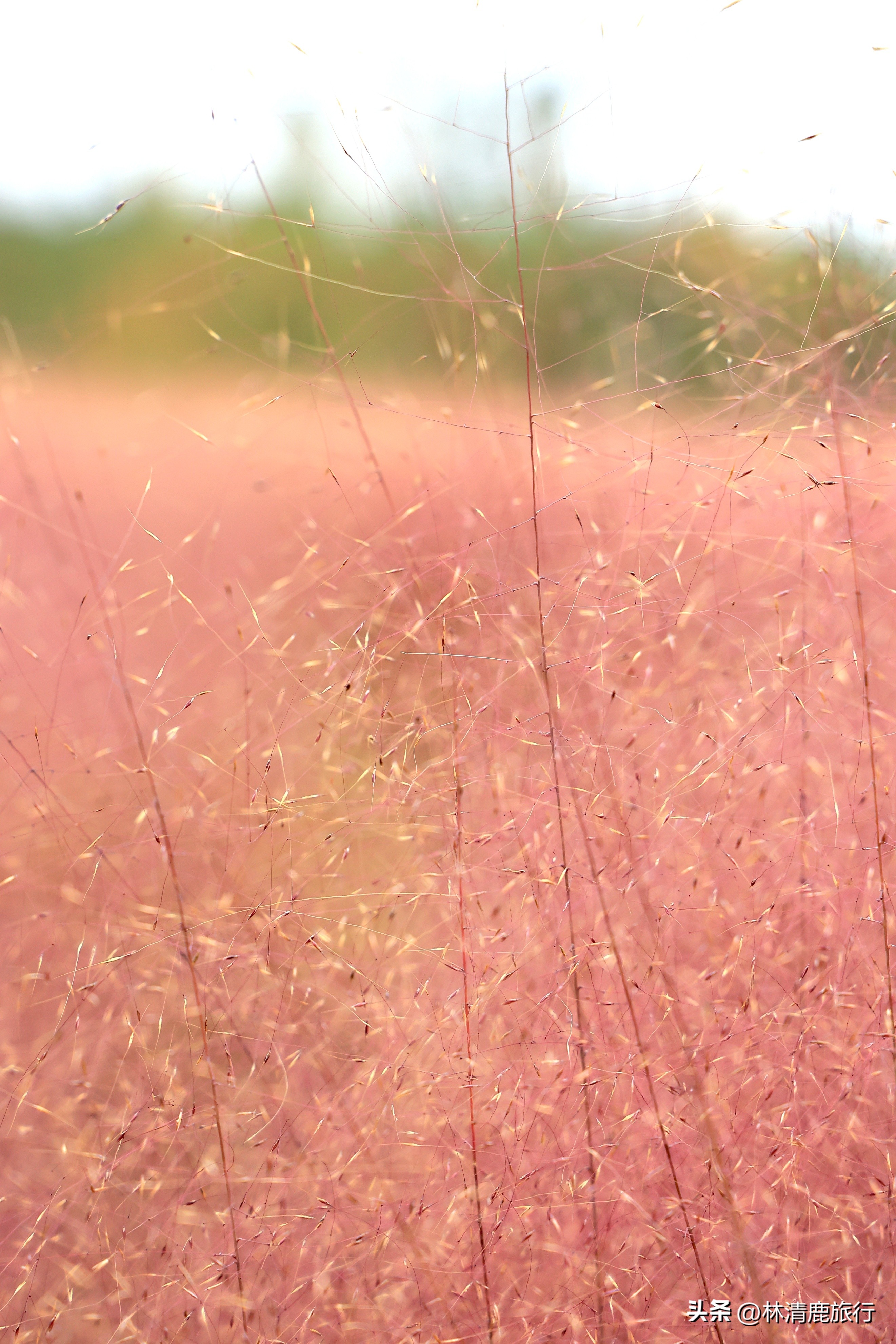 郑州秋日赏秋推荐,郑州坐地铁可达的赏秋好去处
