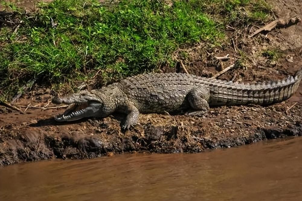 地球上最大的史前蛇,地球最大的水蛇
