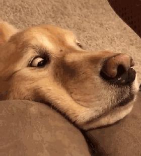 偶尔一两天不遛狗可以吗,不遛狗会导致长不大吗