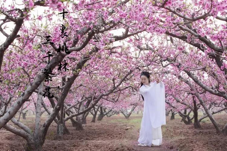 诗经桃夭的意思,诗经桃夭的意思是什么