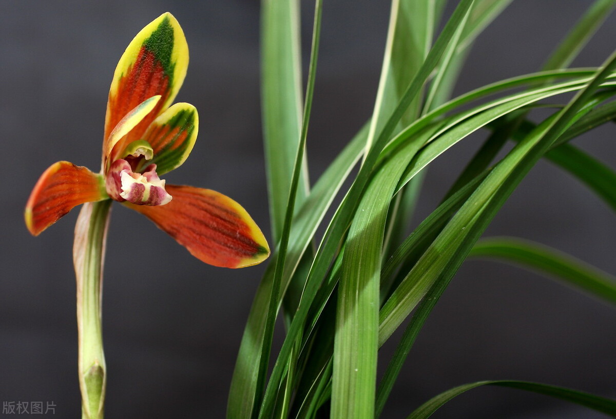 杩囧勾鍘诲摢璧忓叞,鍛ㄦ湯璧忓叞