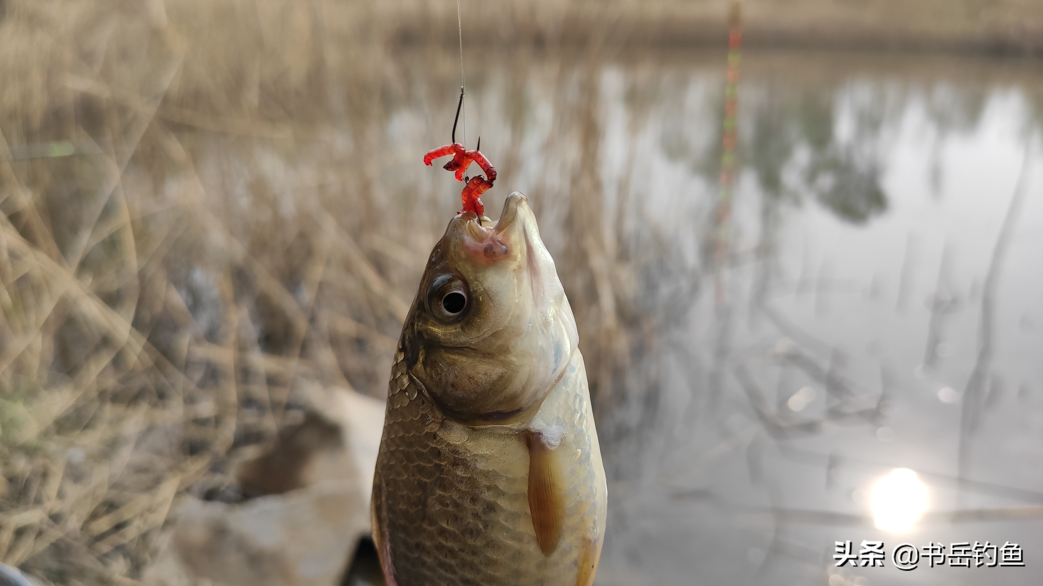 野钓的时候不讲究钓灵,野钓没有口的情况下用什么小药