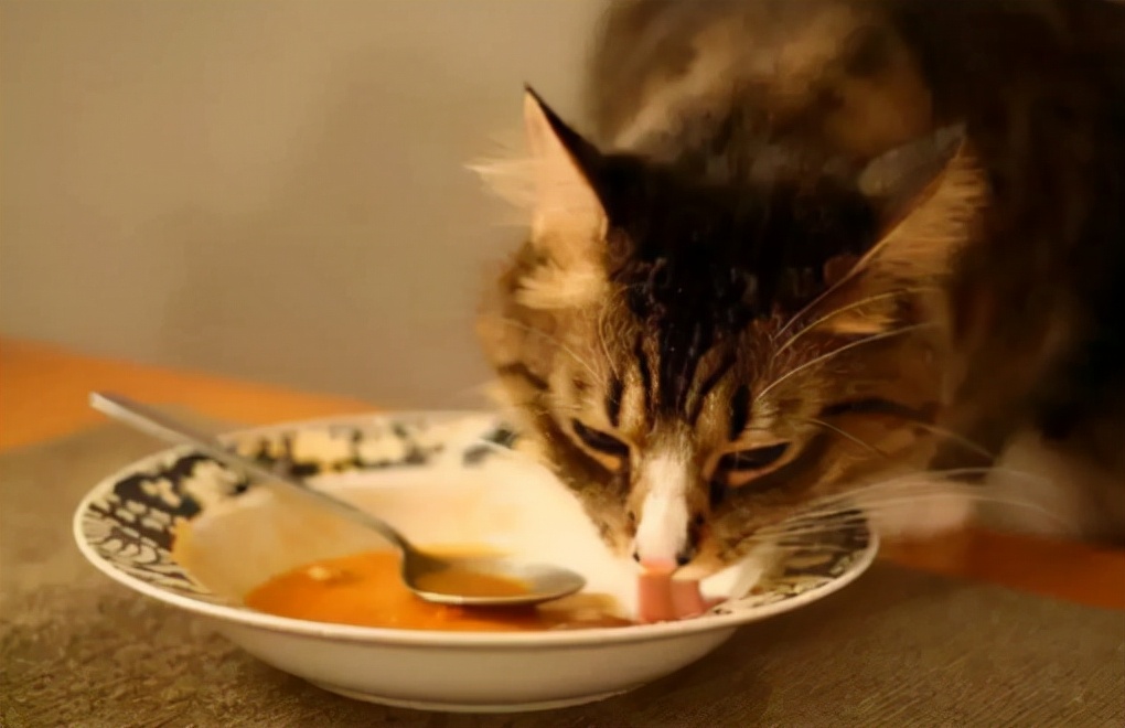 铲屎官的哲学观,铲屎官痛点