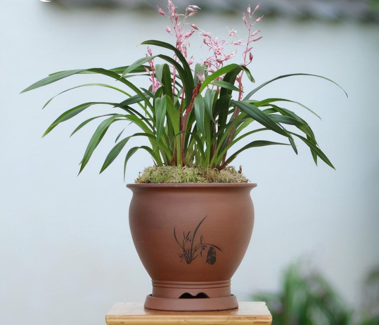 养兰仿紫砂花盆好不好,紫砂盆和塑料盆养兰对比