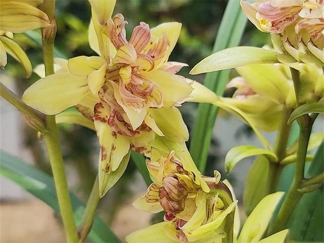 富山奇蝶兰花墨绿色的叶子,富山奇蝶比绿萝好养活