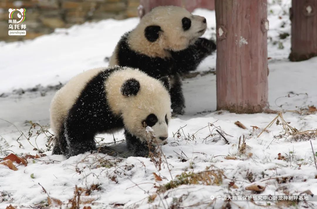 冬季保暖熊猫,呆萌可爱熊猫过冬