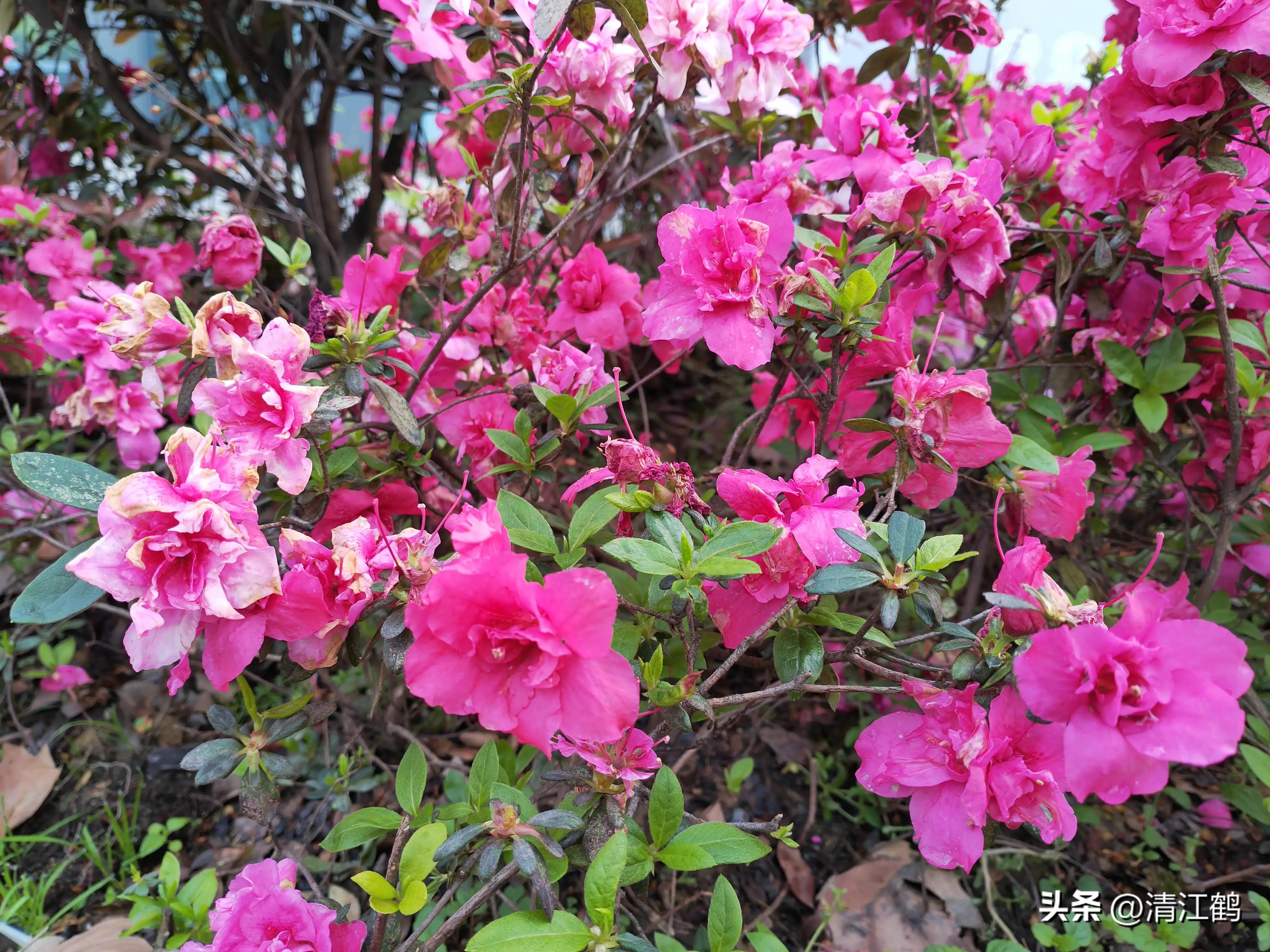 映山红扦插繁殖方法,映山红的扦插繁殖方法