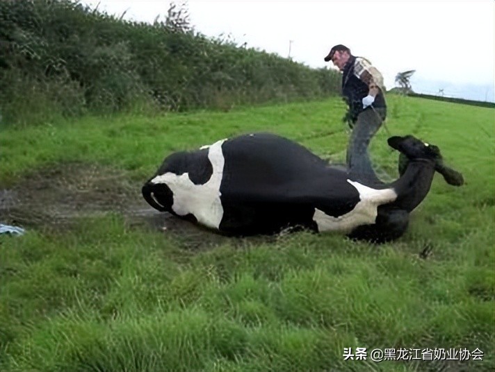 奶牛真胃移位怎么回事,奶牛真胃扩张的症状治疗方法