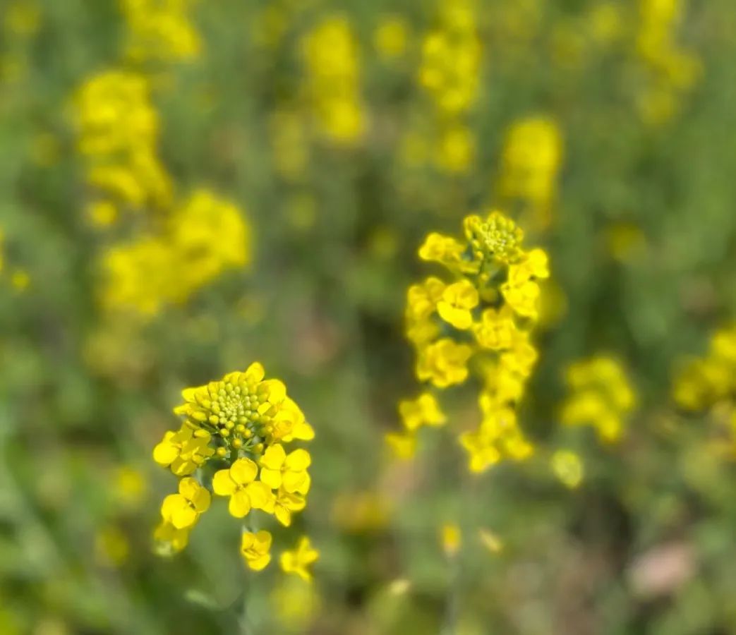 云“踏青”②|春色满新桥：清风吹拂金波涌