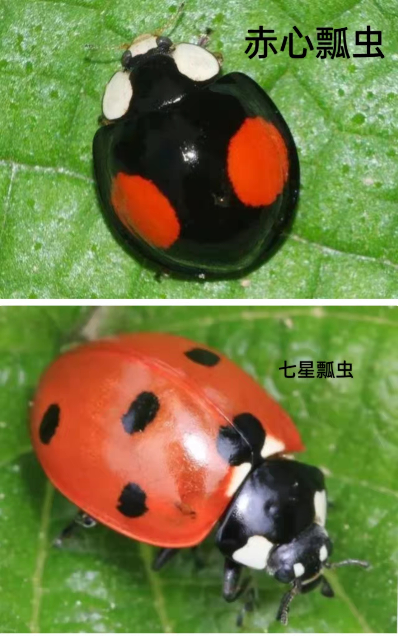 拓展眼界，别让你的眼界还停留在七星瓢虫