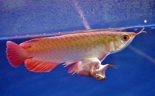 钓上来的金龙鱼能活吗,男子钓到5斤多重野生大黄鱼