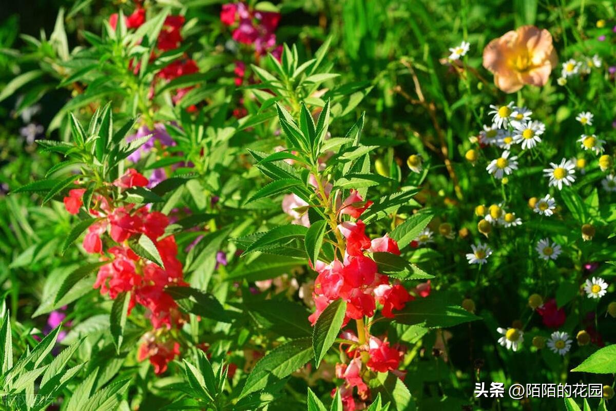 春节开花的庭院花卉,适合四季开花的庭院花卉