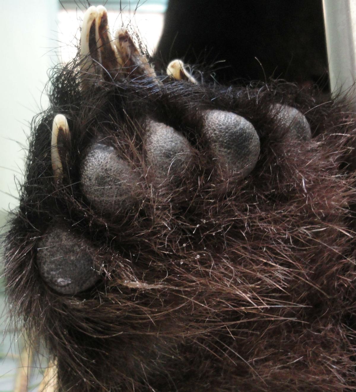 四川到处是老虎为什么不吃大熊猫,大熊猫被老虎吃掉的真实事件