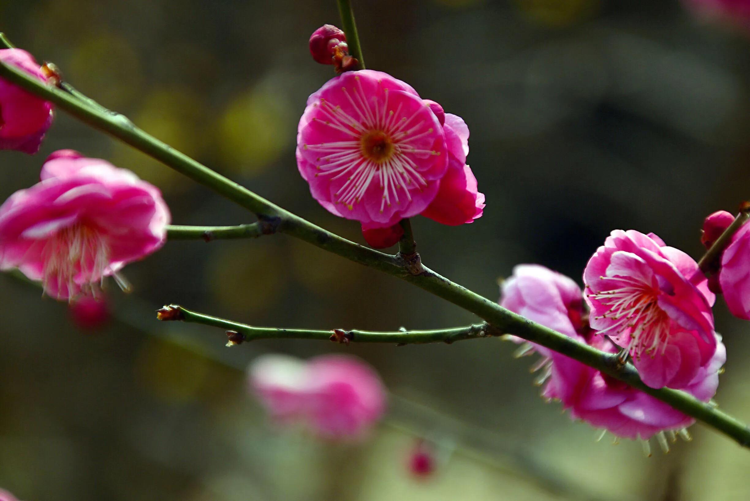花卉摄影秋日的浪漫,花卉摄影春暖梅花开