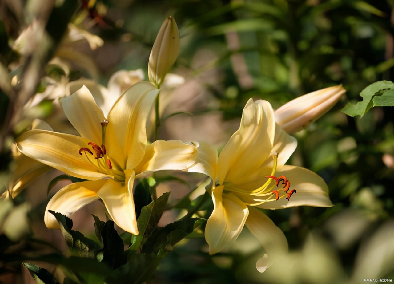 封闭阳台适合养什么花不死,从风水角度看封闭阳台养什么花好
