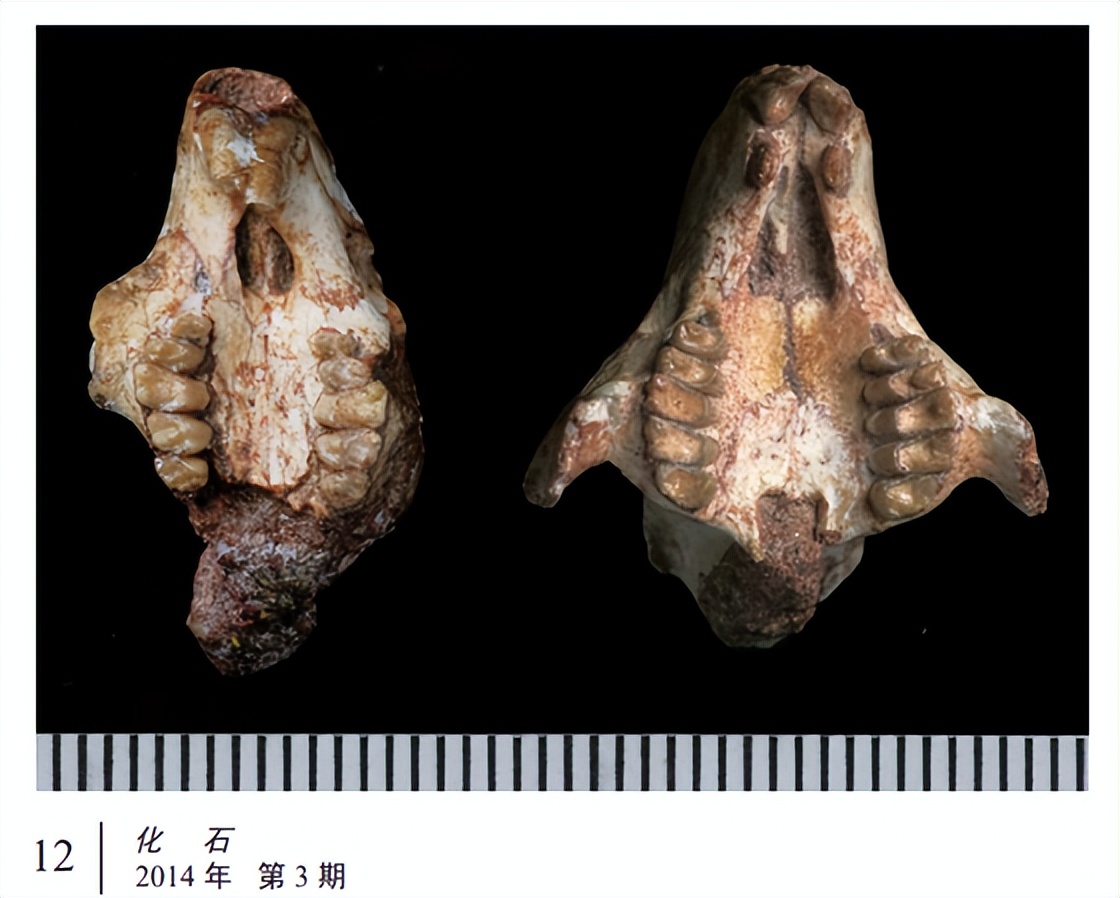 你知道兔子相关的知识吗,兔子真的懂人话吗
