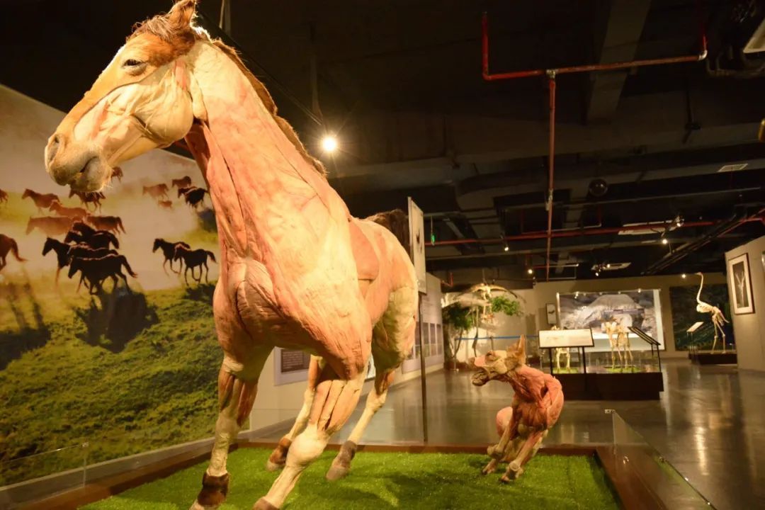 苏州自由行旅游团,苏州两日游旅游团从苏州出发