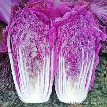 种植什么药材管理简单而又赚钱呢,有10亩地适合懒人种植什么赚钱