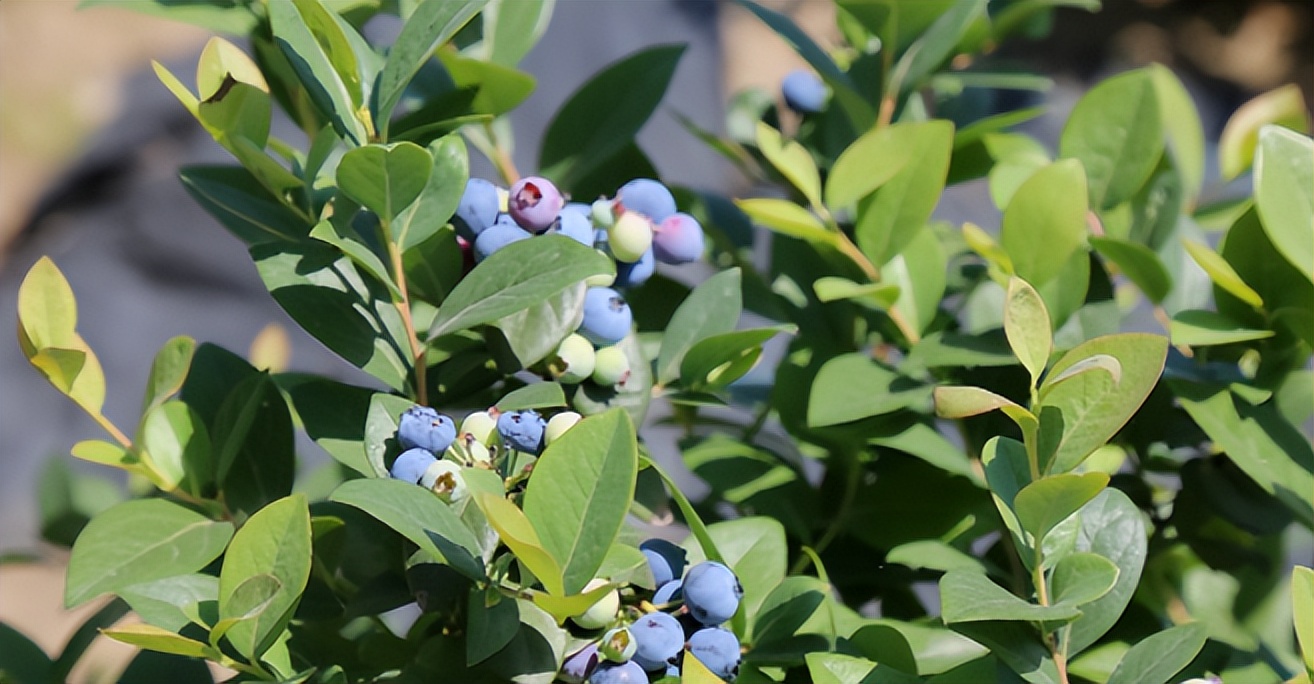 夏天的味道!房县夏日水果图鉴来啦
