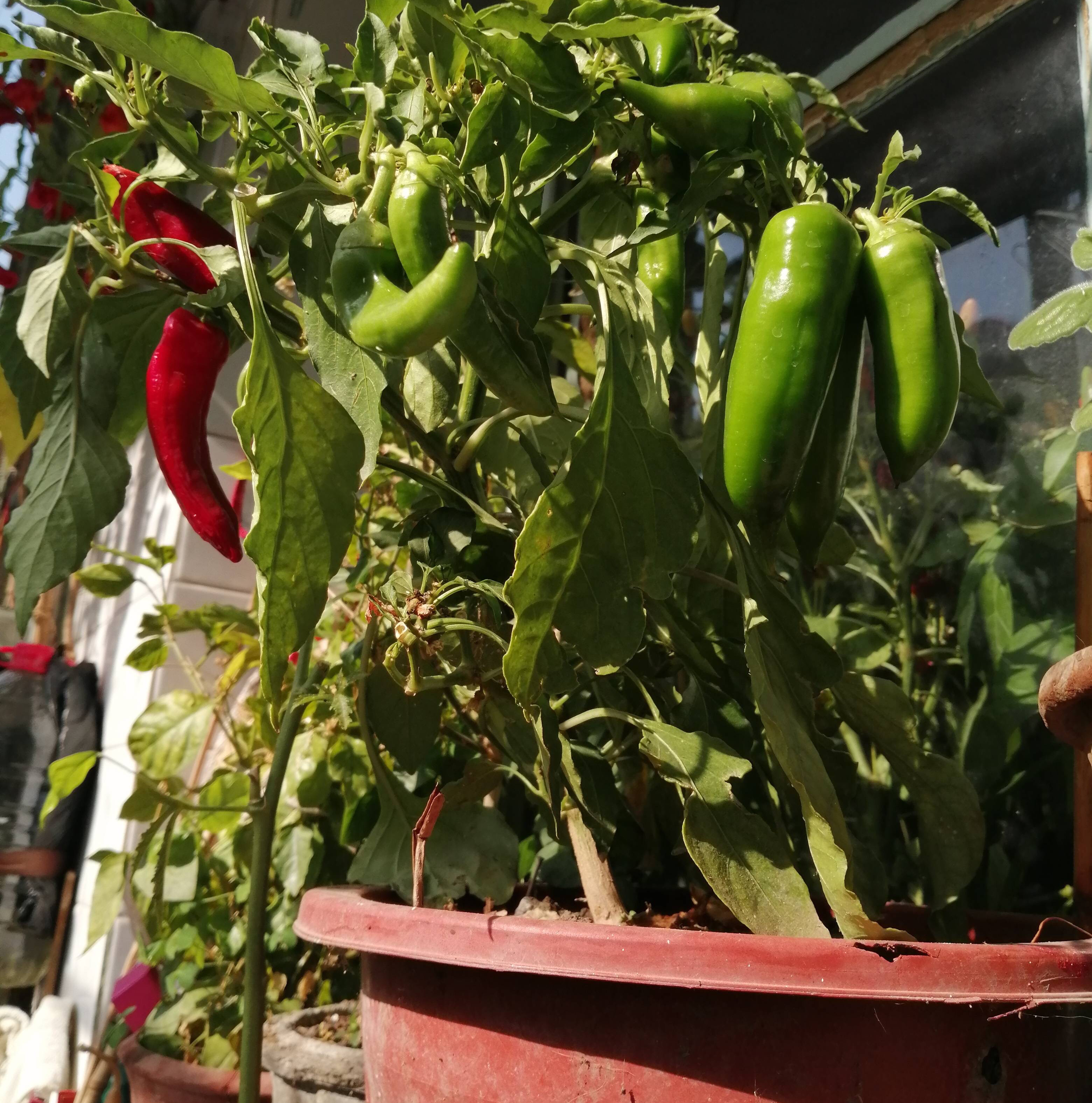 阳台夏天种这六种菜,阳台种花种菜需要几个小时的光照