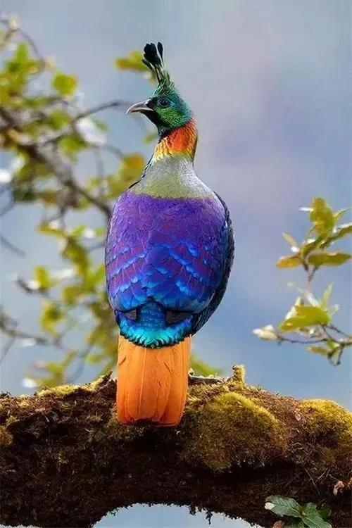 最美罕见的小鸟,全世界最罕见的小鸟