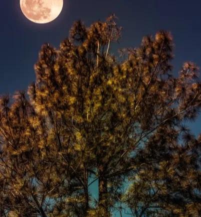 秋日里的猎人21,秋日里的猎人第一集