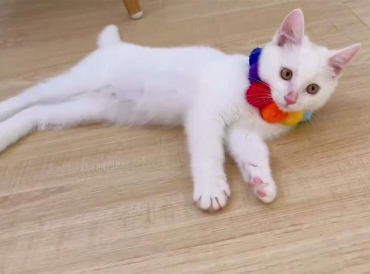 淘气猫咪做坏事,猫咪偷偷开闸放水把家淹没