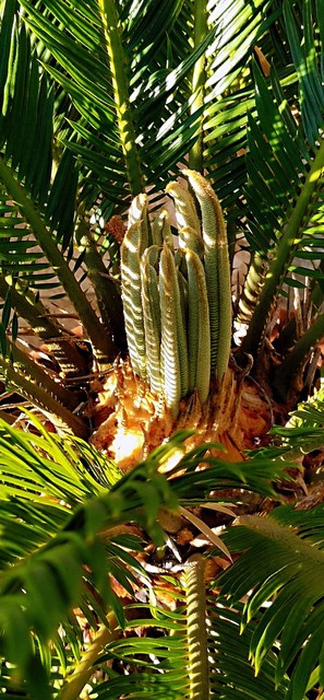 你见过铁树会开花吗,铁树开花铁树真的会开花吗