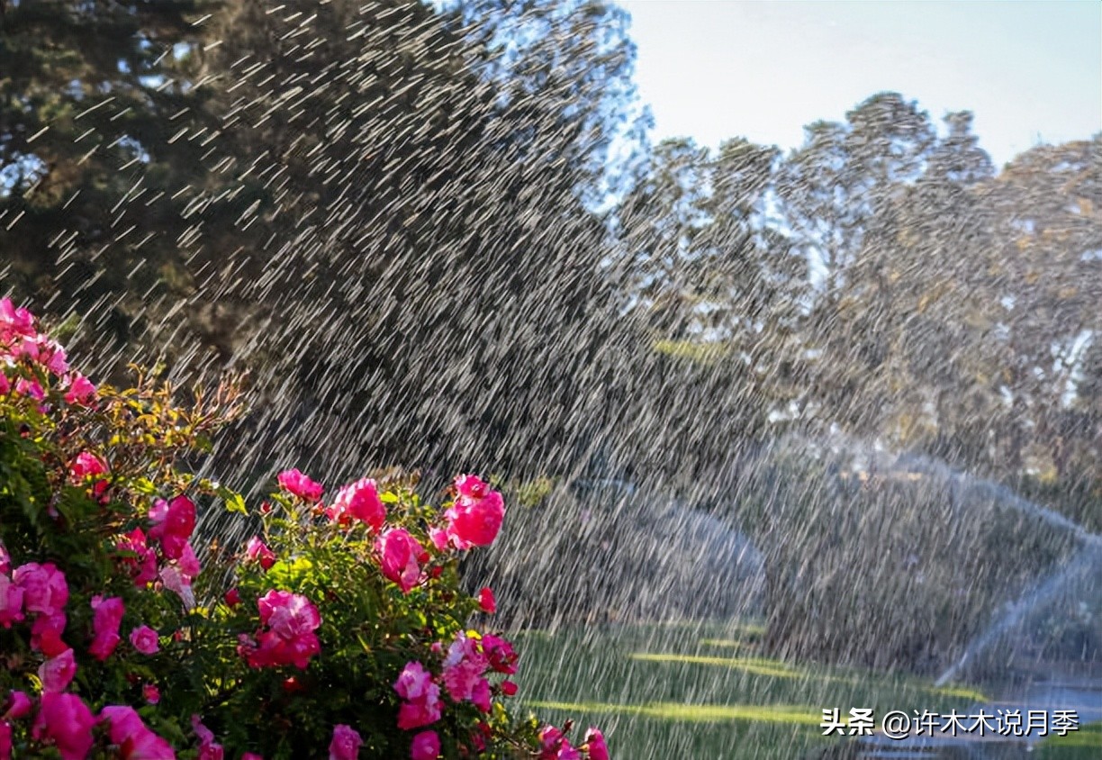 秋天月季雨水多月季会不会烂根,月季雨季长白粉怎么办