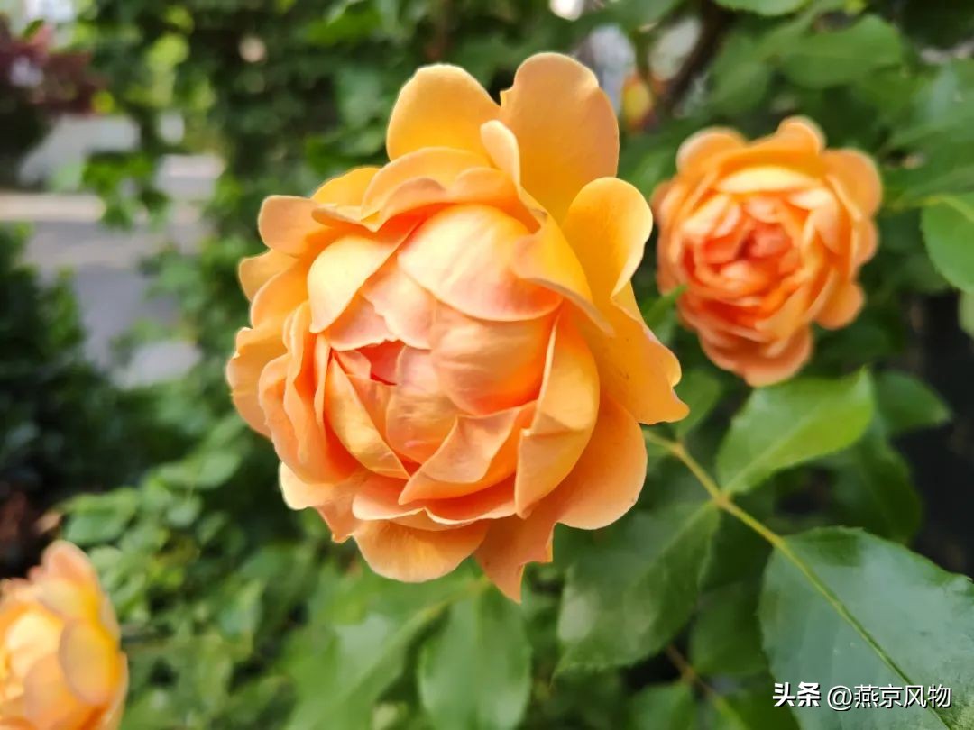 又到一年花开时下半句,又到一年花开时朗诵