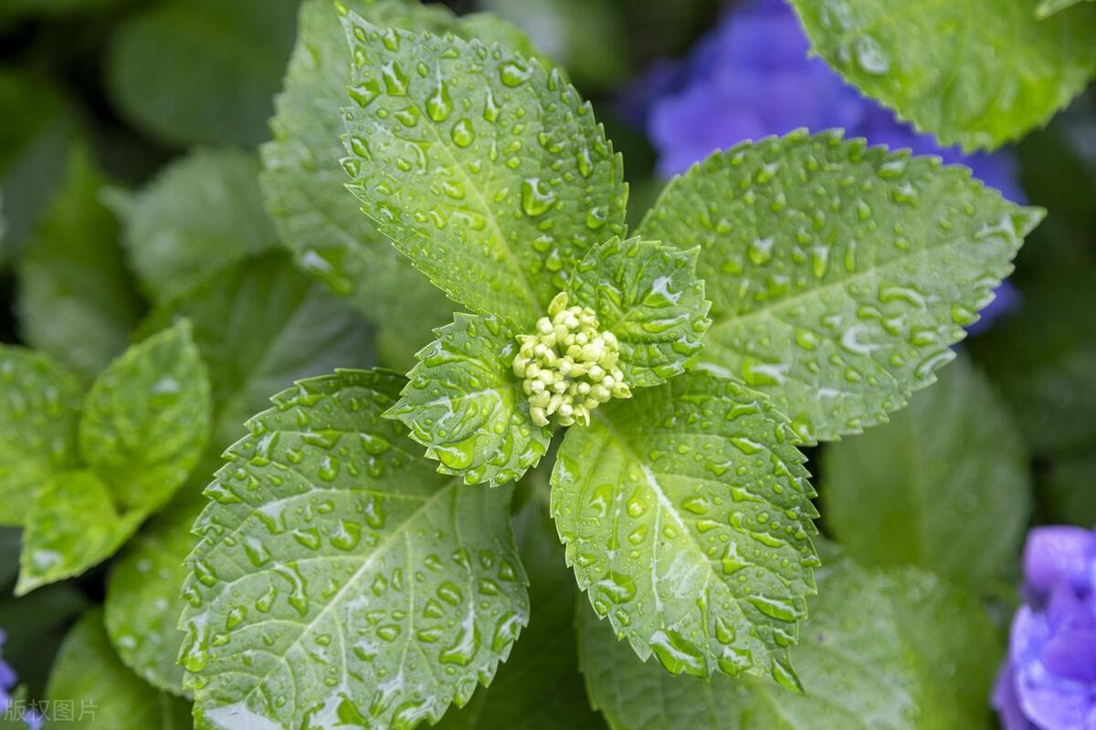 爸爸睡前故事之《树里世界重点站之一——树叶》