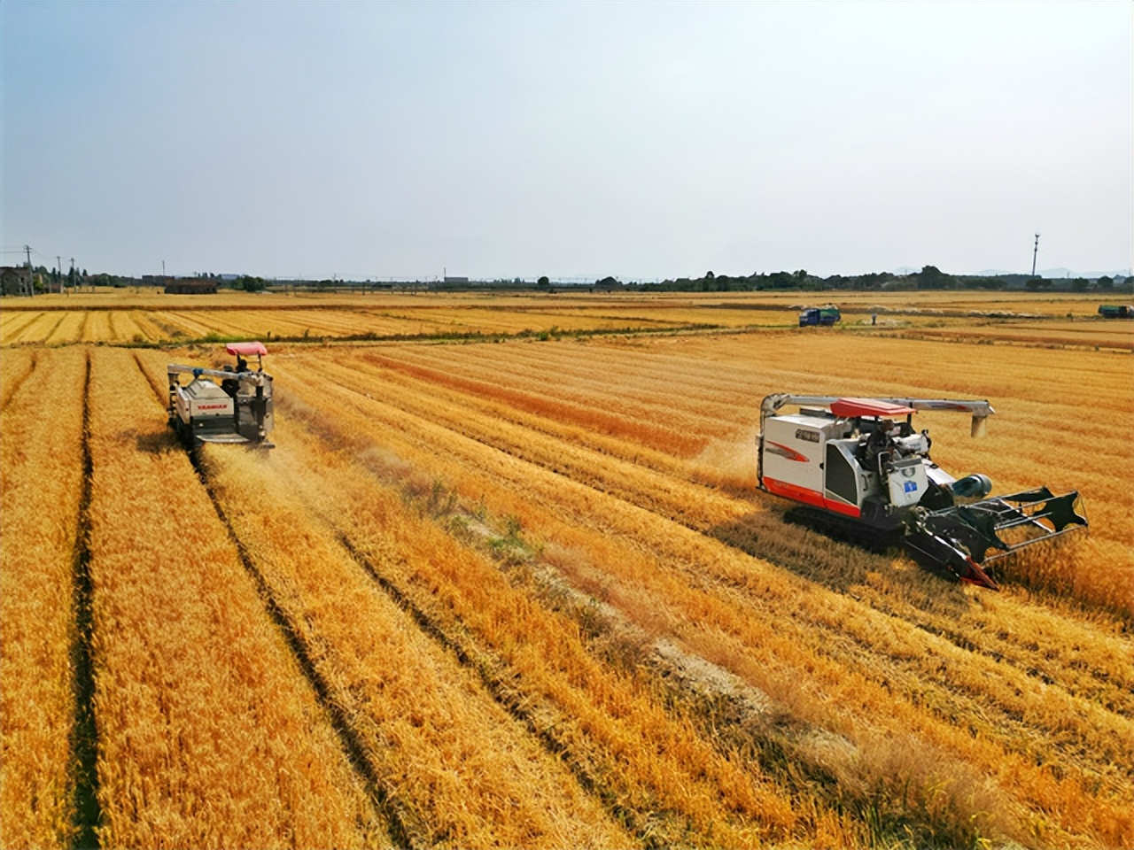 河南省小麦产量居全国首位的优势,河南发布秋粮增产夺丰收行动方案