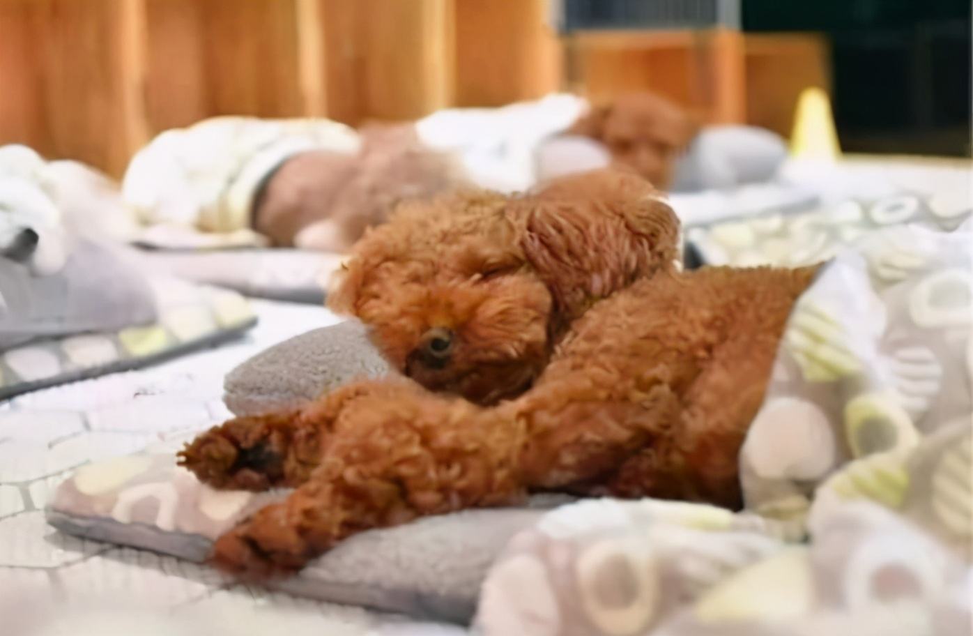 我家狗狗以为它是我亲生的,你家狗会不会认为是你亲生的