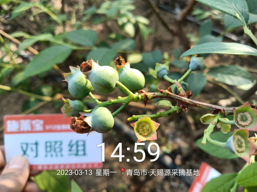 蓝莓大果哪个品种早熟,蓝莓大果新品种