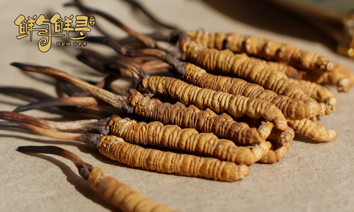 虫草怎么选购好的品种,怎么挑选虫草品牌
