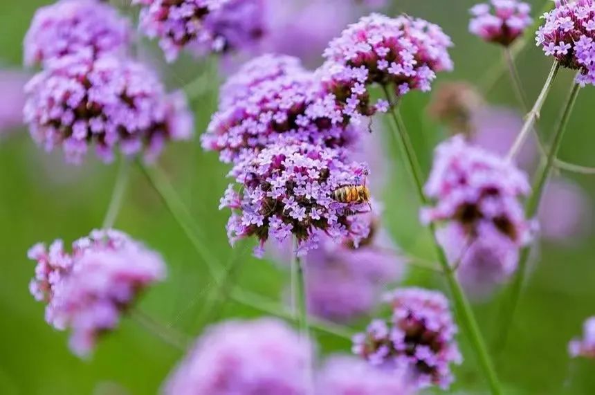 30款经典蓝紫色开花植物!别拉我,就让我坠入这梦幻的漩涡
