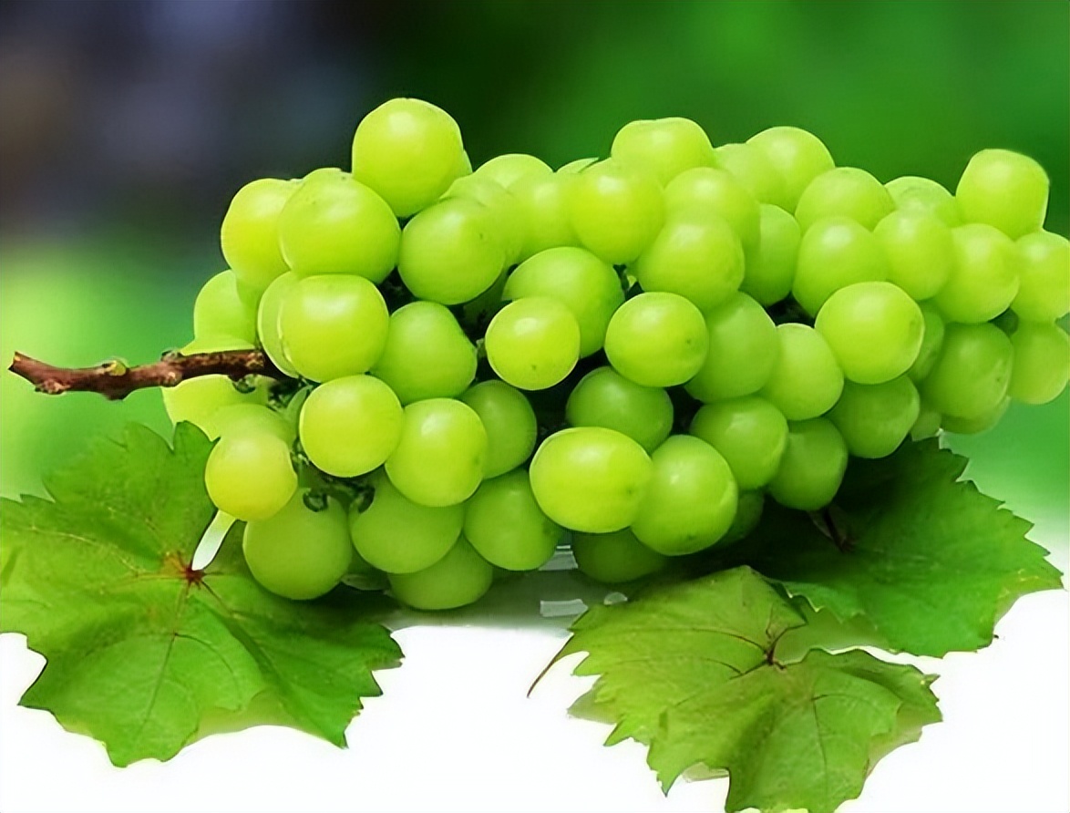 日本阳光葡萄,日本葡萄卖5000