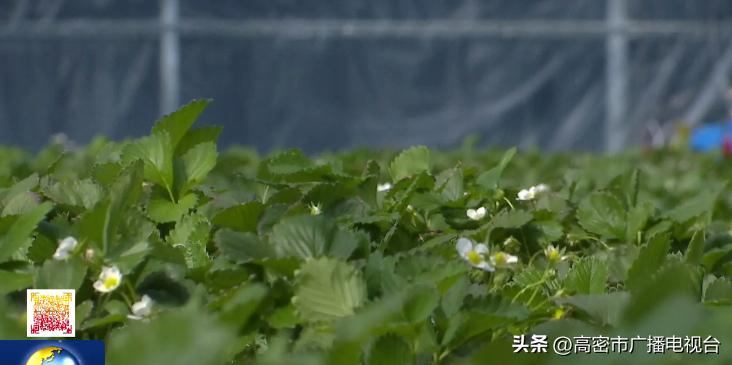 聚力农业产业助推乡村振兴,发展特色家庭农场助力乡村振兴