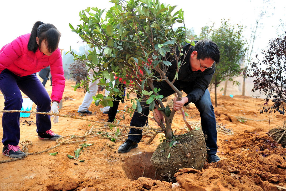 “万里大造林”*相贵陈**：曾花182万买手机靓号，为何最后锒铛入狱
