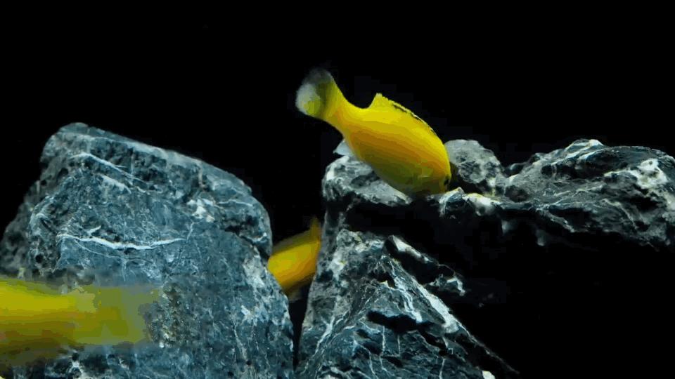 热带观赏鱼图片唯美大全,热带观赏鱼动图