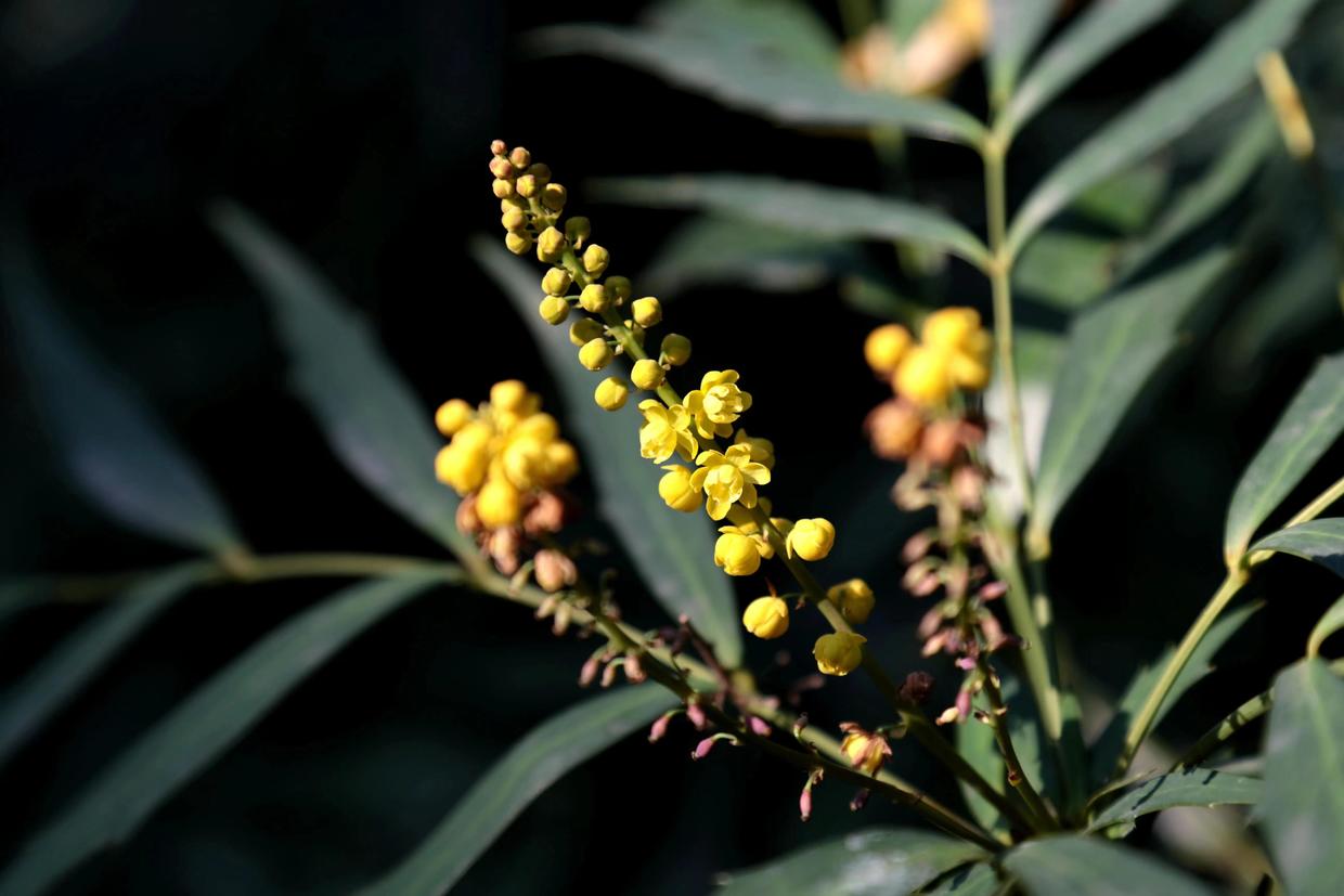 阔叶十大功劳和狭叶十大功劳,十大功劳为什么叫十大功劳