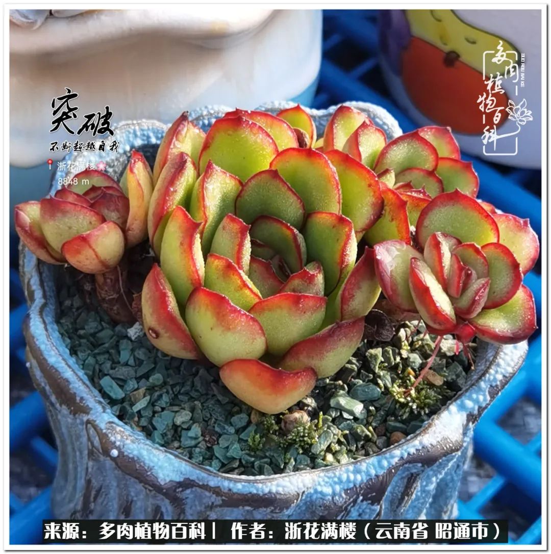 奔跑吧跑步,奔跑吧多肉盆栽